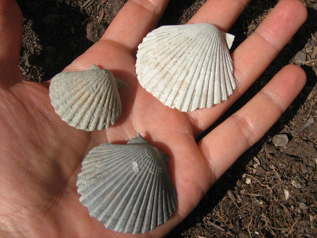 Piccoli pecten